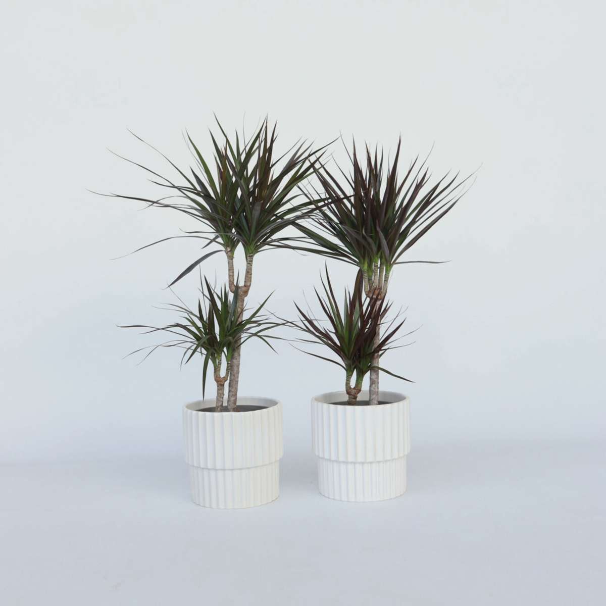 Florastore Banddracena - Set Om 2 - Dracaena Marginata - Höjd 70-80Cm - ⌀17Cm
