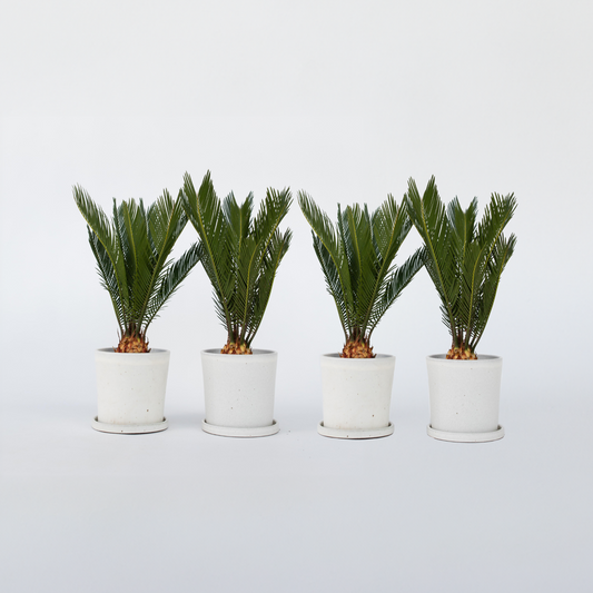 Florastore Sago Palm - Set Om 4 - Cycas Revoluta - Höjd 45-60Cm - ⌀15Cm