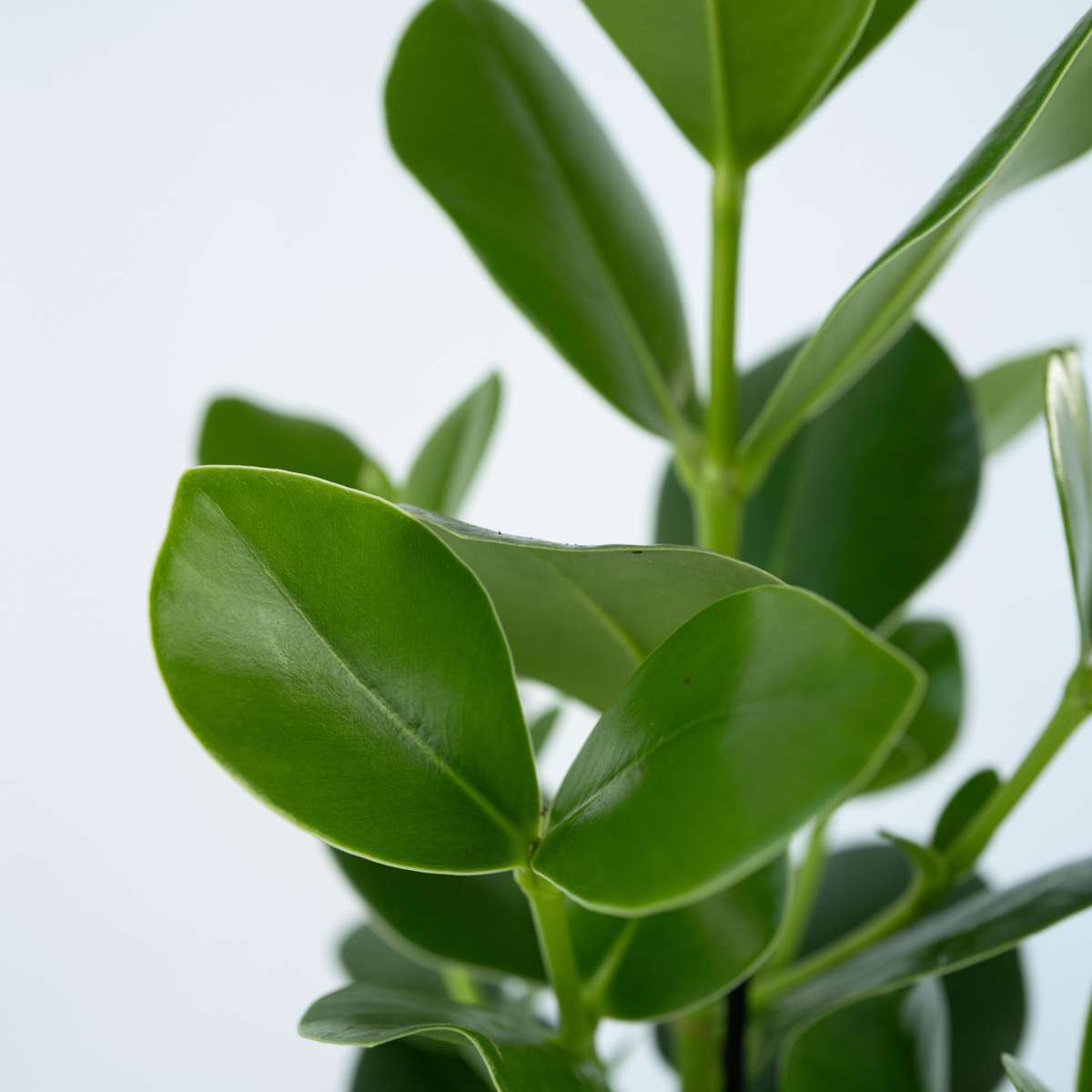 Clusia Narrfikus - Set Om 2 - Clusia Rosea 'Princess' - Höjd 25-35Cm - ⌀12Cm