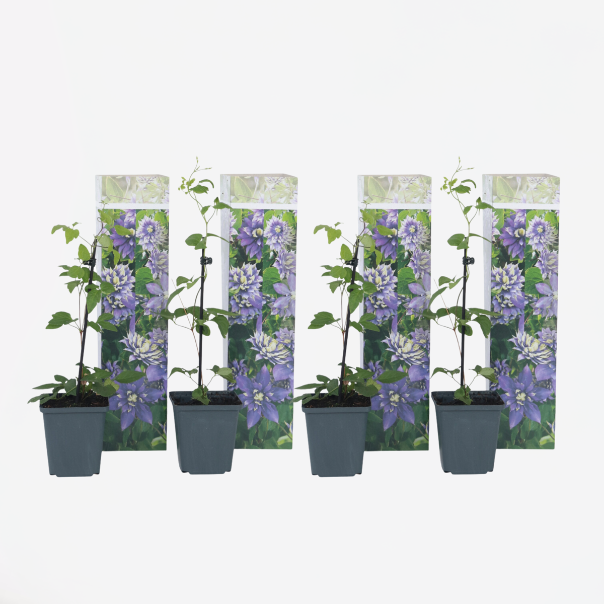 Florastore Klematis - Set Om 4 - Clematis Hybrid 'Taiga' - Höjd 25-40Cm - ⌀9Cm