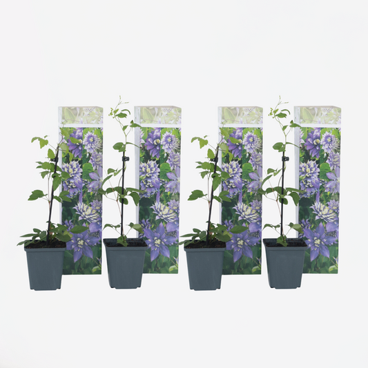Florastore Klematis - Set Om 4 - Clematis Hybrid 'Taiga' - Höjd 25-40Cm - ⌀9Cm