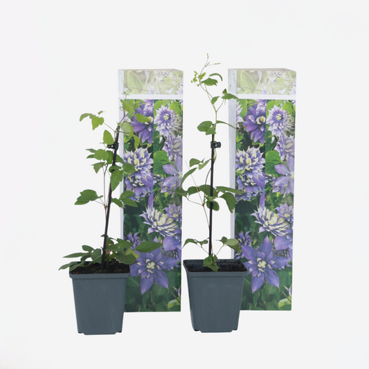 Florastore Klematis - Set Om 2 - Clematis Hybrid 'Taiga' - Höjd 25-40Cm - ⌀9Cm