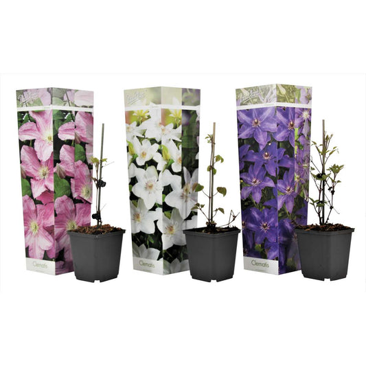 Florastore Klematis - Set Om 6 - Clematis Hybrid - Höjd 25-40Cm - ⌀9Cm