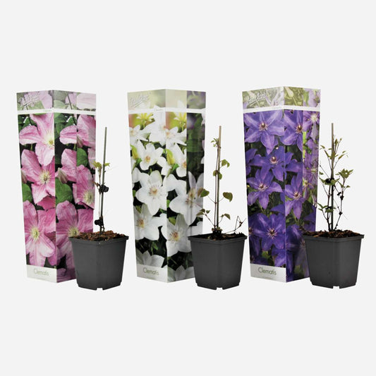 Florastore Klematis - Set Om 3 - Clematis Hybrid - Höjd 25-40Cm - ⌀9Cm