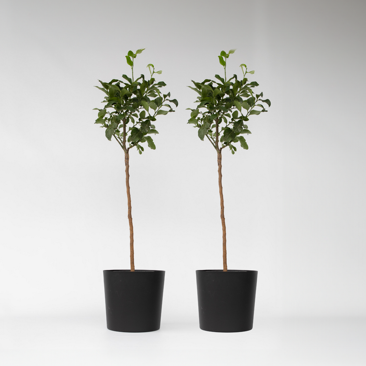 Florastore Blodapelsin - Set Om 2 - Citrus Aurantium Tarocco - Höjd 90-110Cm - ⌀19Cm