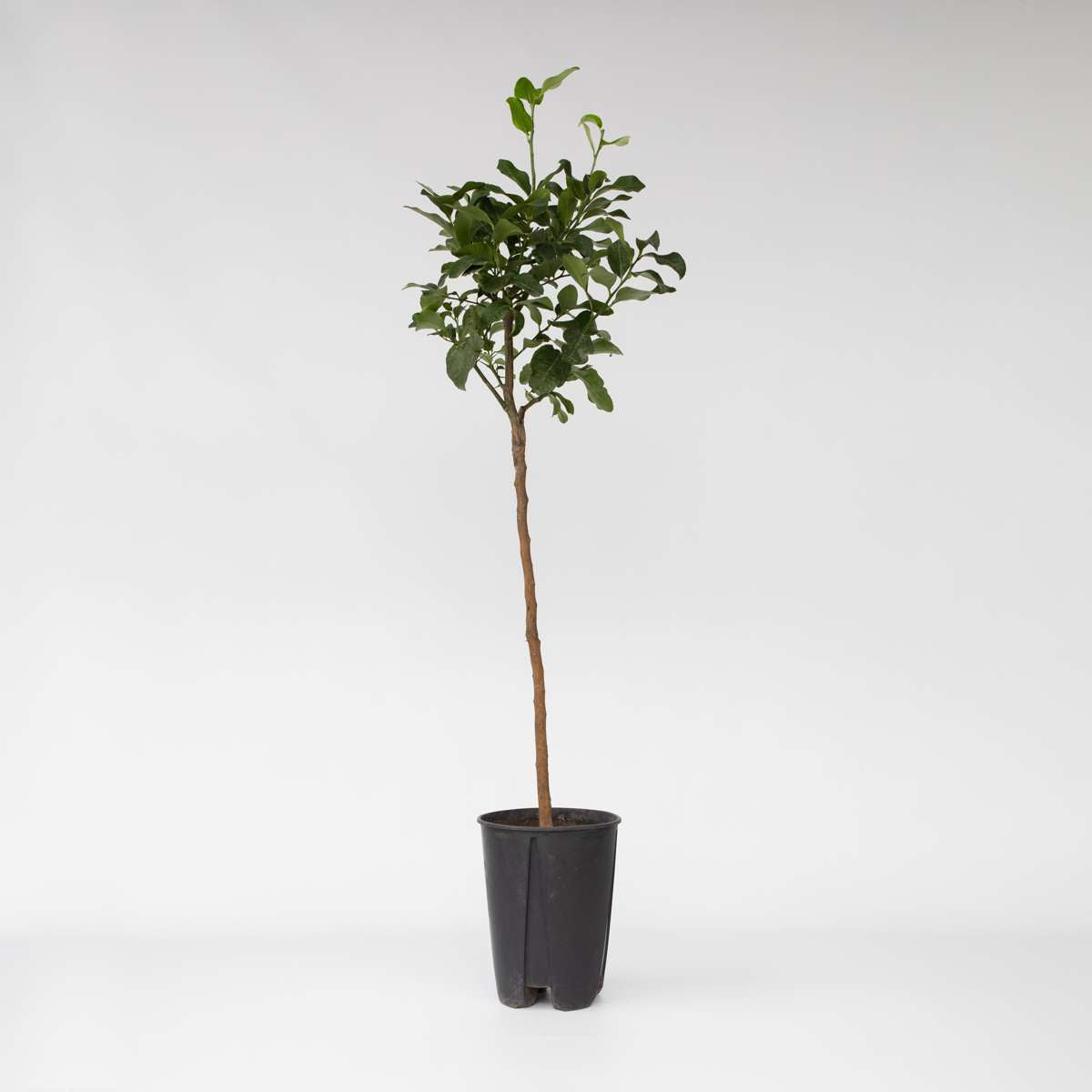 Fruit Trees Citronträd - Citrus Limon - Höjd 100-120Cm - ⌀19Cm