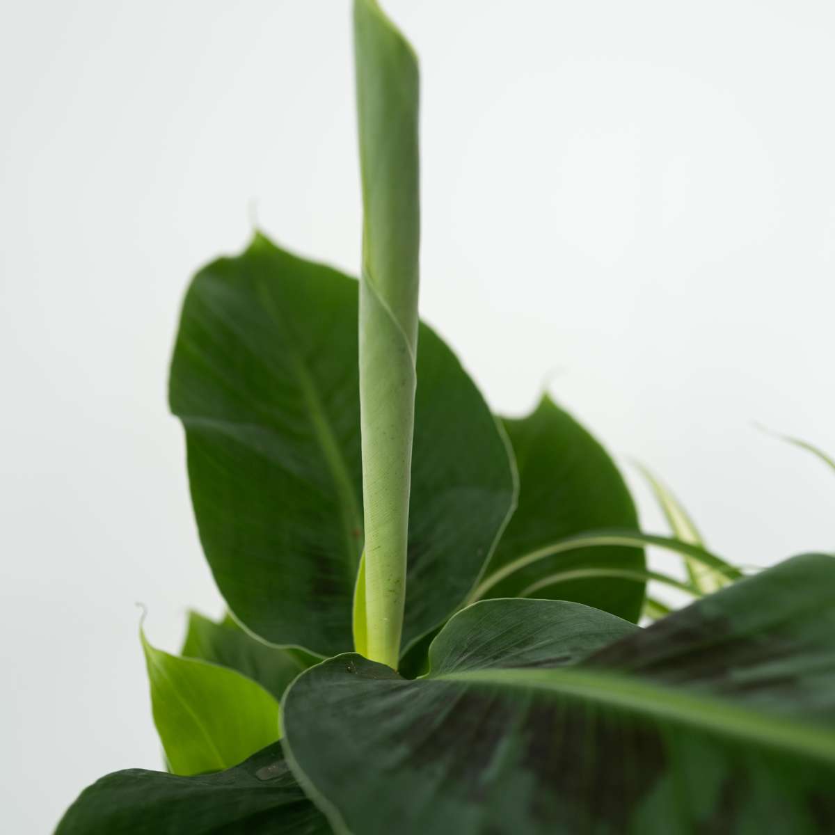 Other Green Houseplants Djurvänliga Växter - Set Om 4 - Pet Friendy Mix - Höjd 25-40Cm - ⌀12Cm