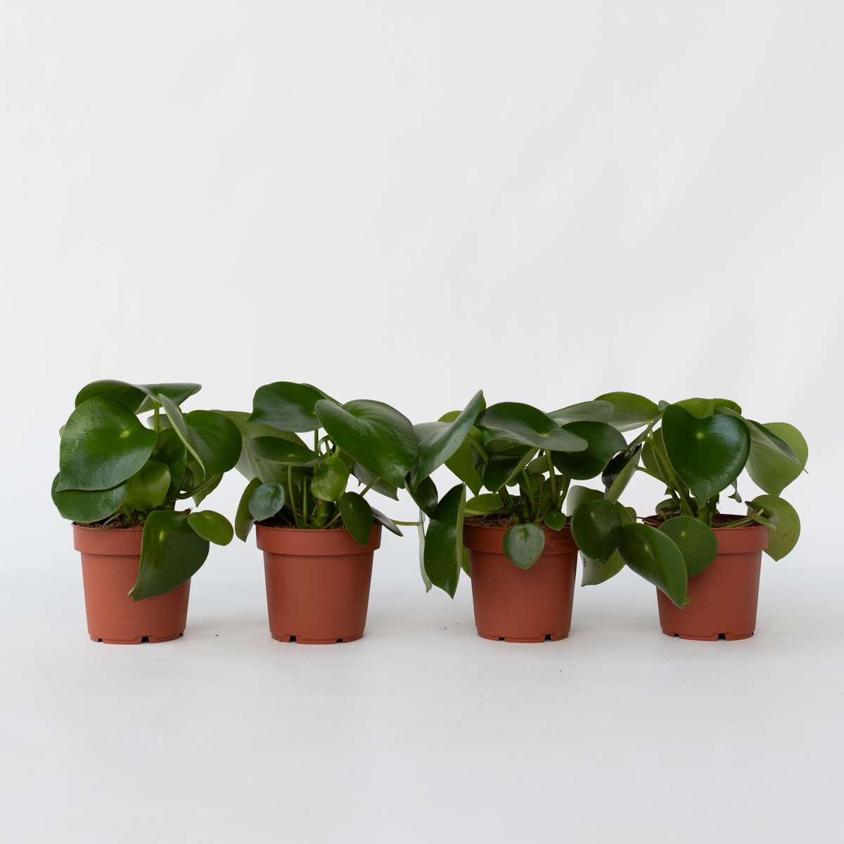 Out Of Category Houseplants Peperomias - Set Om 4 - Peperomia Polybotrya - Höjd 20-30Cm - ⌀12Cm