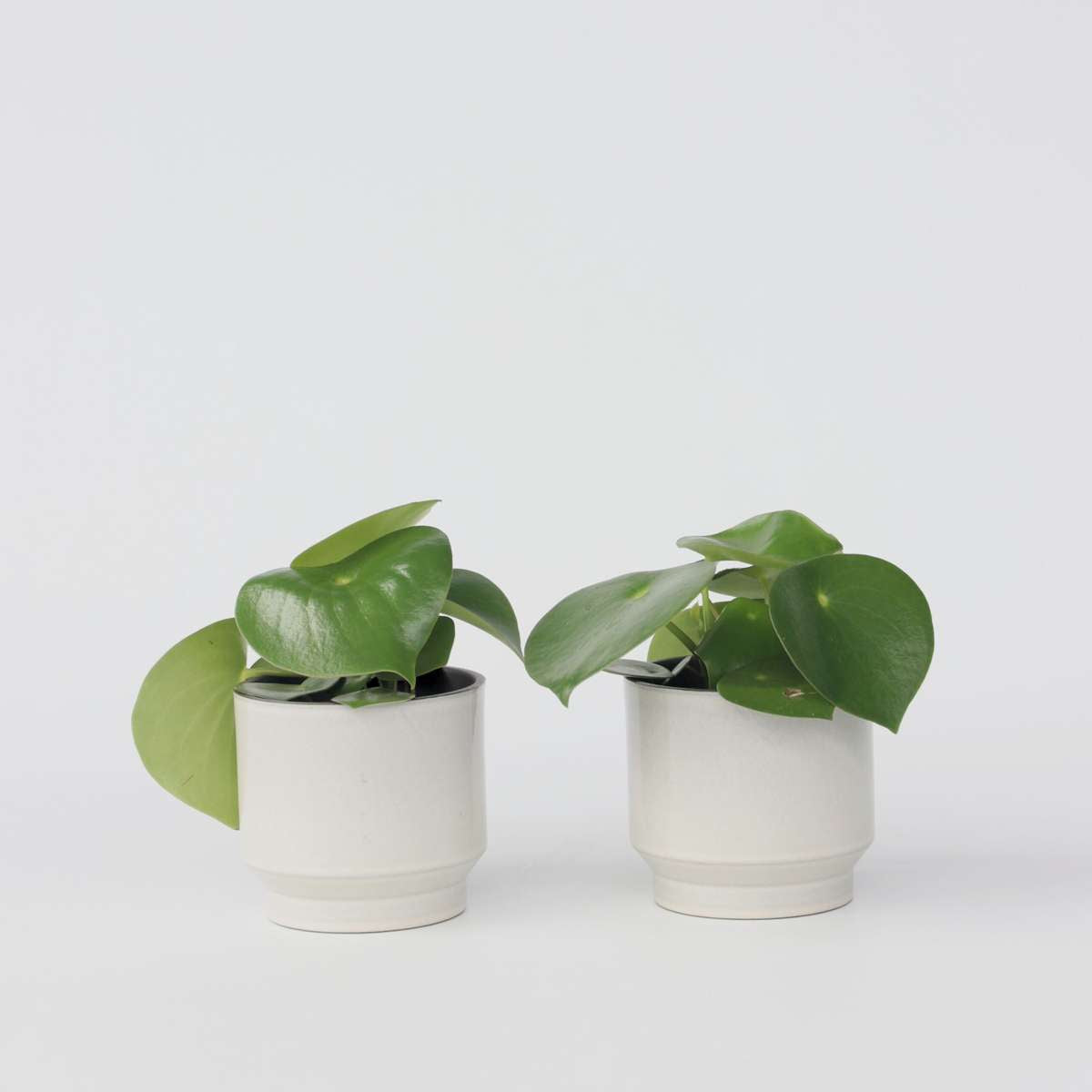 Florastore Peperomias - Set Om 2 - Peperomia Polybotrya - Höjd 20-30Cm - ⌀12Cm
