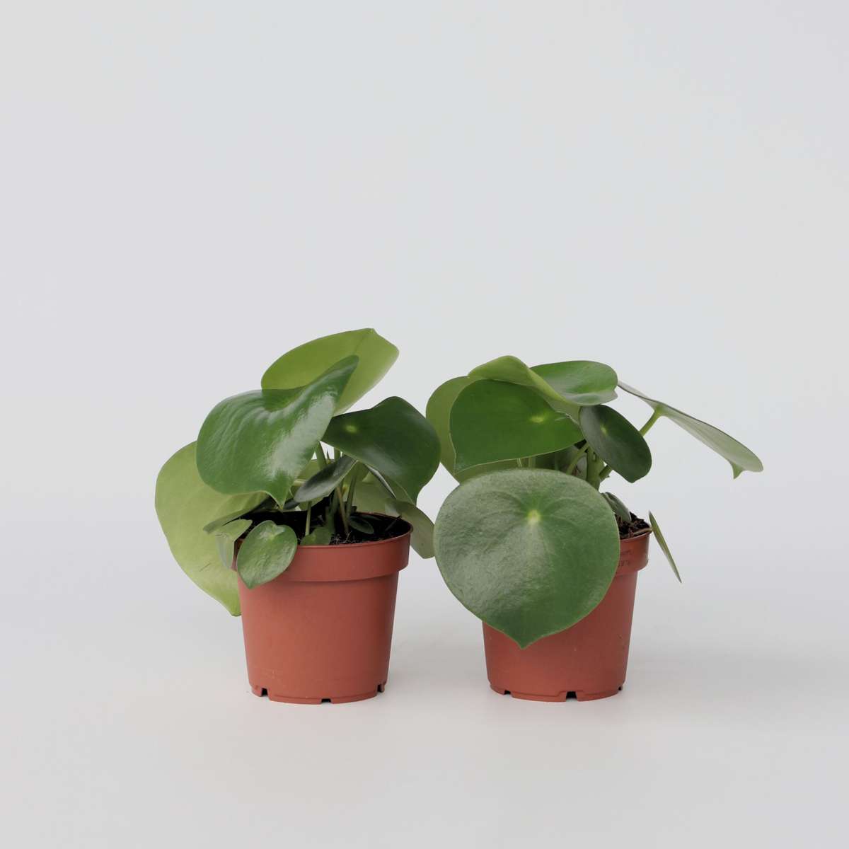 Out Of Category Houseplants Peperomias - Set Om 2 - Peperomia Polybotrya - Höjd 20-30Cm - ⌀12Cm