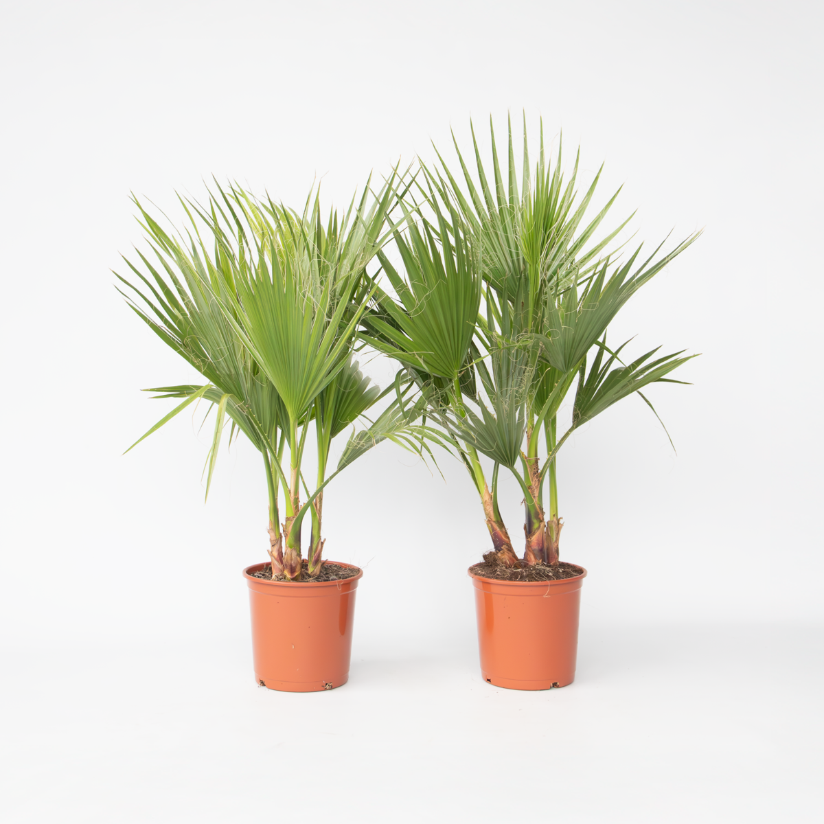 Out Of Category Garden Plants Fläktpalm - Set Om 2 - Washingtonia Robusta - Höjd 70-90Cm - ⌀21Cm