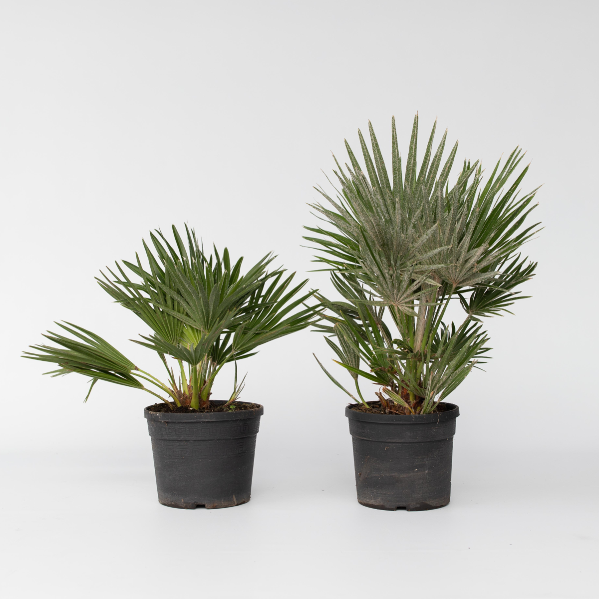 Garden Palms Europeiska Dvärgpalm - Set Om 2 - Chamaerops 'Vulcano' - Höjd 35-45Cm - ⌀19Cm