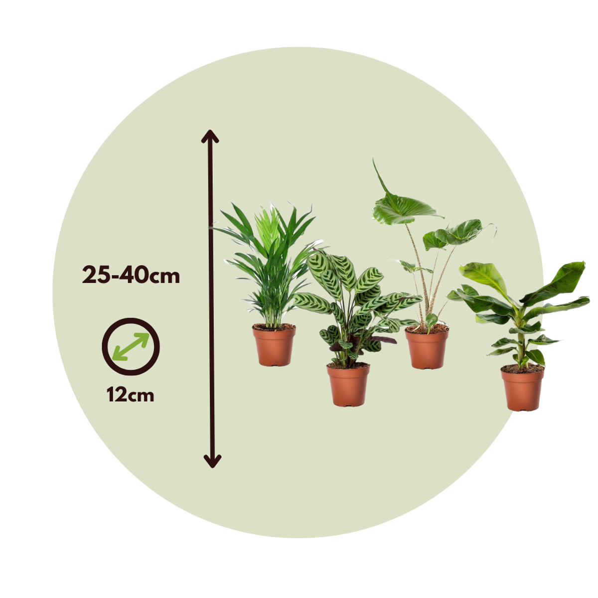 Other Green Houseplants Tropisk Blandning - Set Om 4 - Tropical Mix - Höjd 25-40Cm - ⌀12Cm