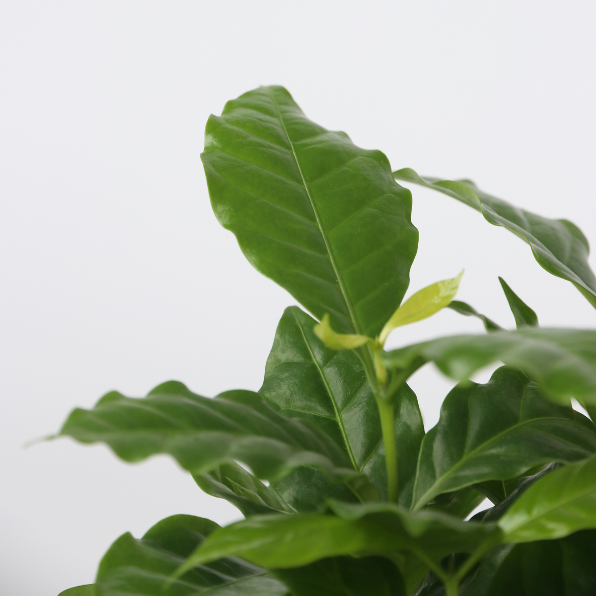 Other Green Houseplants Trendig Mix - Set Om 4 - Dypsis, Cham., Coffea, Musa - Höjd 25-40Cm - ⌀12Cm