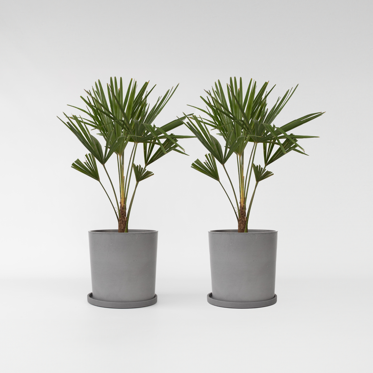 Florastore Väderkvarnspalm - Set Om 2 - Trachycarpus Fortunei - Höjd 65-75Cm - ⌀21Cm