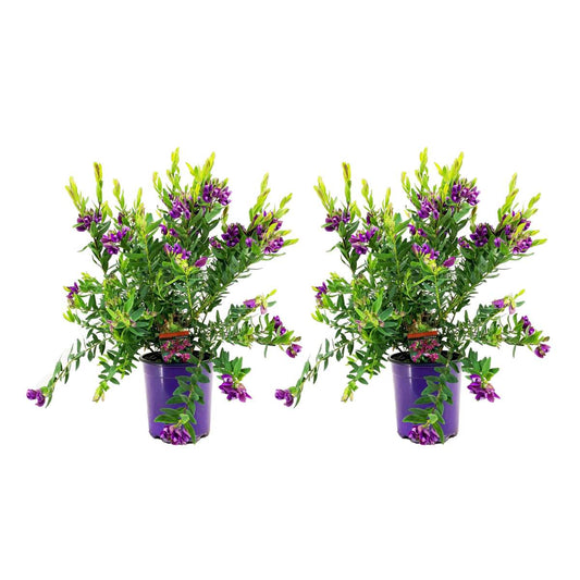 Florastore Myrtenjungfrulin - Set Om 2 - Polygala Myrtifolia - Höjd 35-50Cm - ⌀14Cm