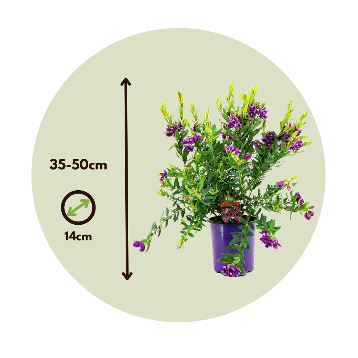 Other Shrubs Myrtenjungfrulin - Set Om 2 - Polygala Myrtifolia - Höjd 35-50Cm - ⌀14Cm