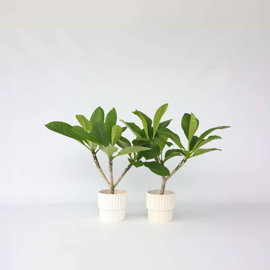 Florastore Hawaiiansk Frangipani - Set Om 2 - Plumeria Rubra - Höjd 45-55Cm - ⌀17Cm