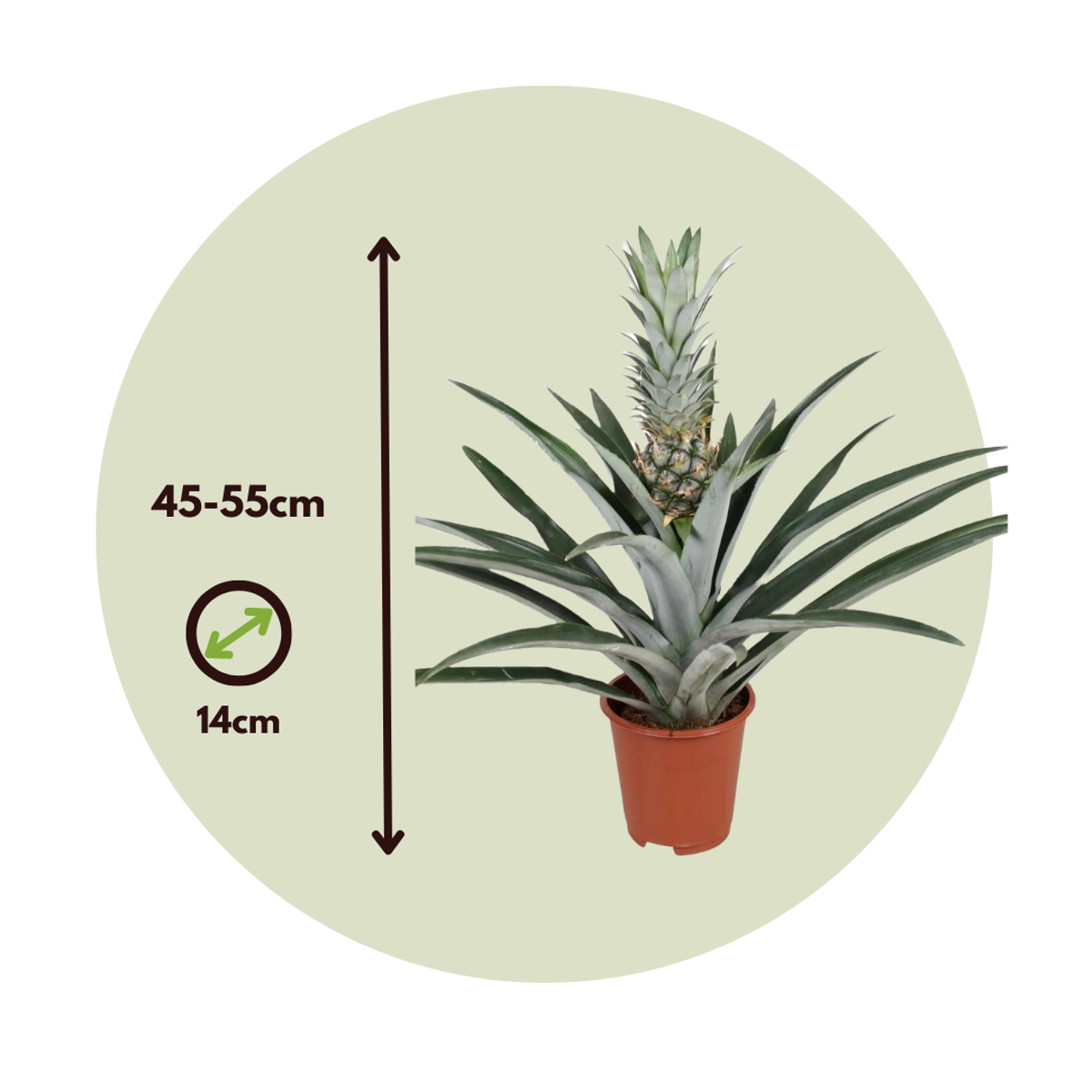 Other Green Houseplants Ananasväxt - Ananas Comosus - Höjd 45-55Cm - ⌀14Cm
