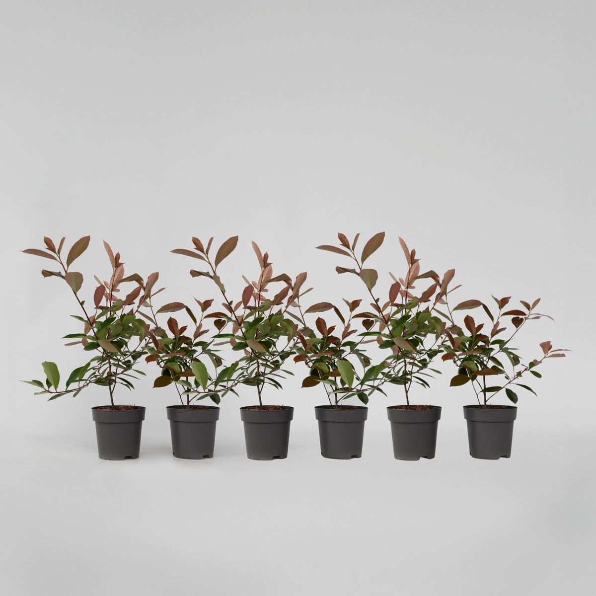 Florastore Snittmispel - Set Om 6 - Photinia Fraseri 'Red Robin' - Höjd 30-40Cm - ⌀17Cm