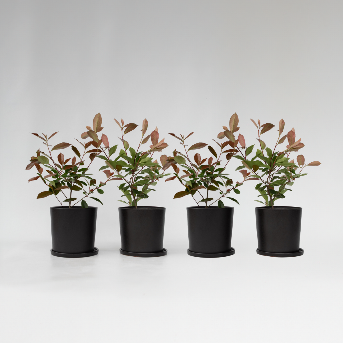 Florastore Snittmispel - Set Om 4 - Photinia Fraseri 'Red Robin' - Höjd 30-40Cm - ⌀17Cm