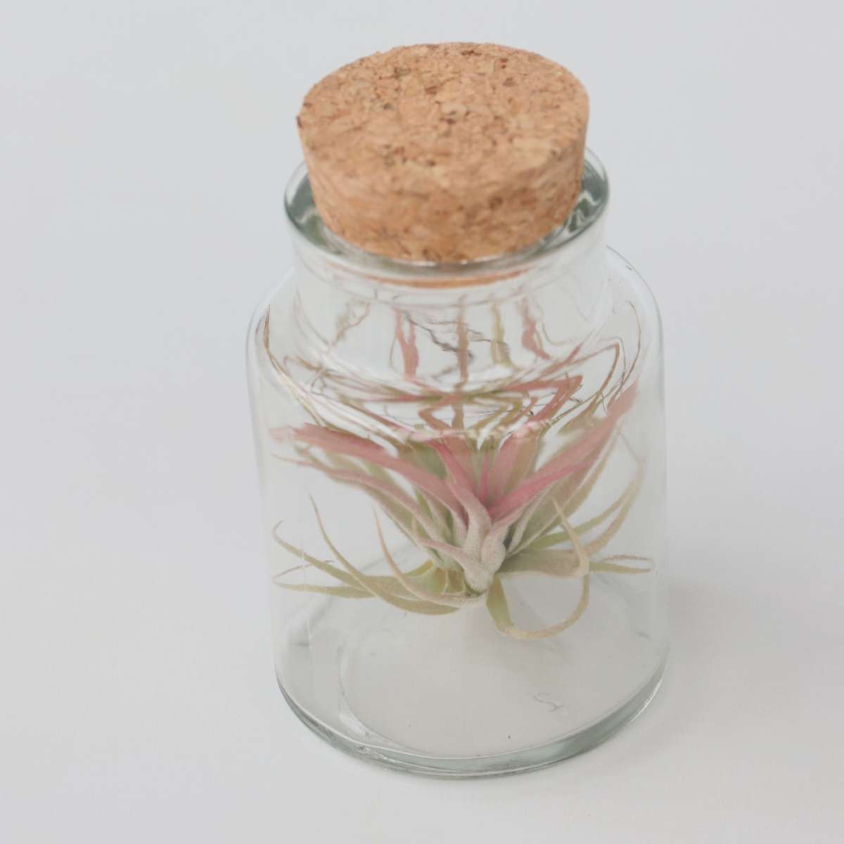 Tillandsia Luftväxt - Set Om 3 - Tillandsia - Höjd 5-15Cm - ⌀5Cm