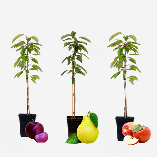 Florastore Fruktkolonner - Set Om 3 - Äpple, Päron - Höjd 60-70Cm - ⌀9Cm