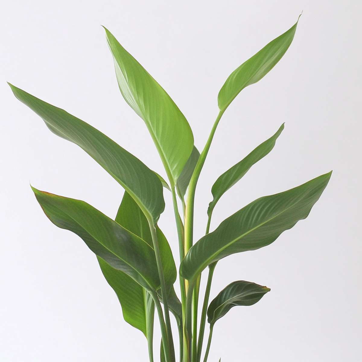 Out Of Category Houseplants Papegojblomma - Set Om 6 - Strelitzia Reginea - Höjd 25-40Cm - ⌀9Cm