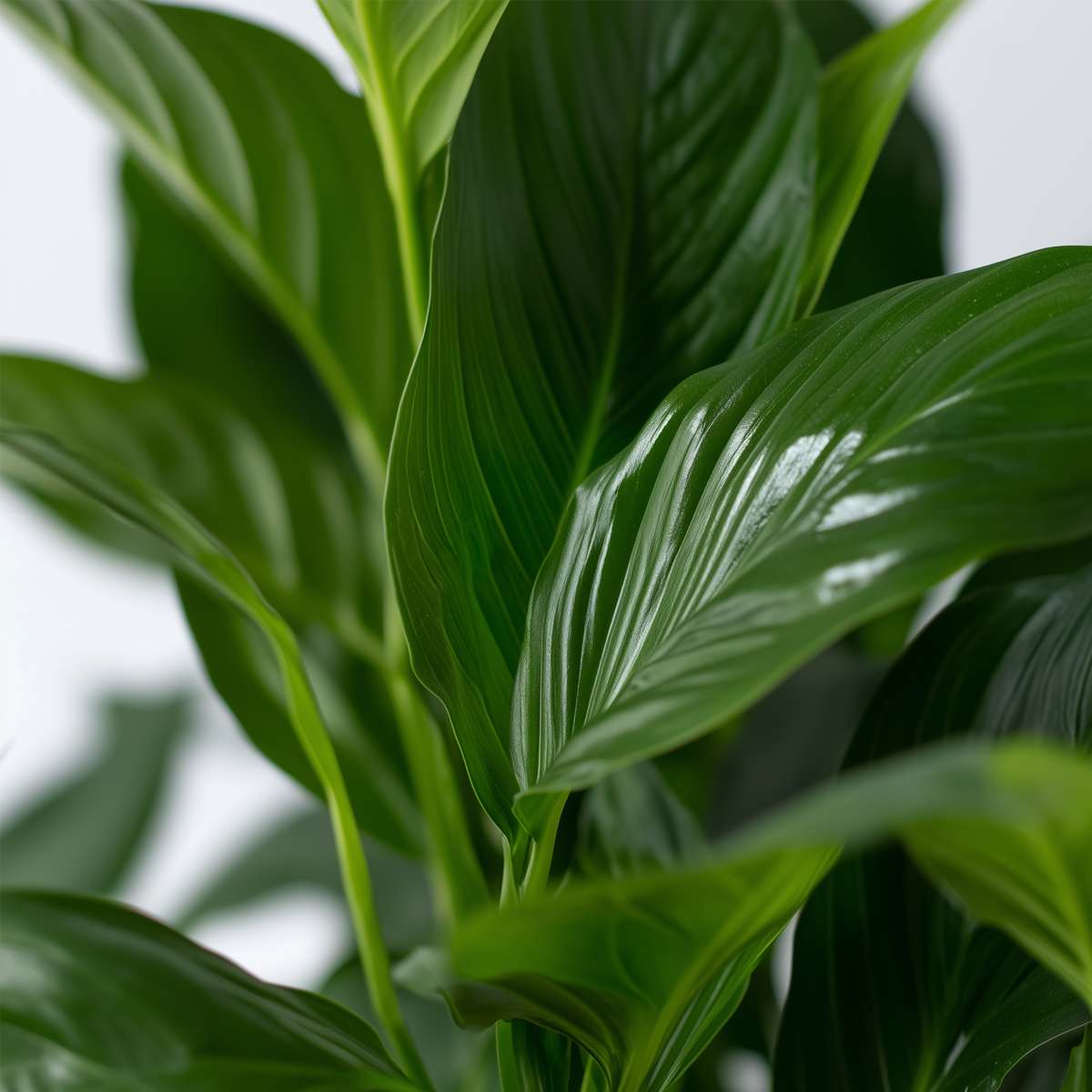 Out Of Category Houseplants Fredskalla - Set Om 4 - Spathiphyllum 'Lima' - Höjd 60-75Cm - ⌀12Cm