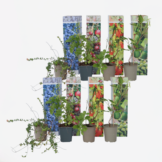 Florastore Fruktträd - Set Om 8 - Actinidia, Vaccinium, Lycium - Höjd 25-40Cm - ⌀9Cm