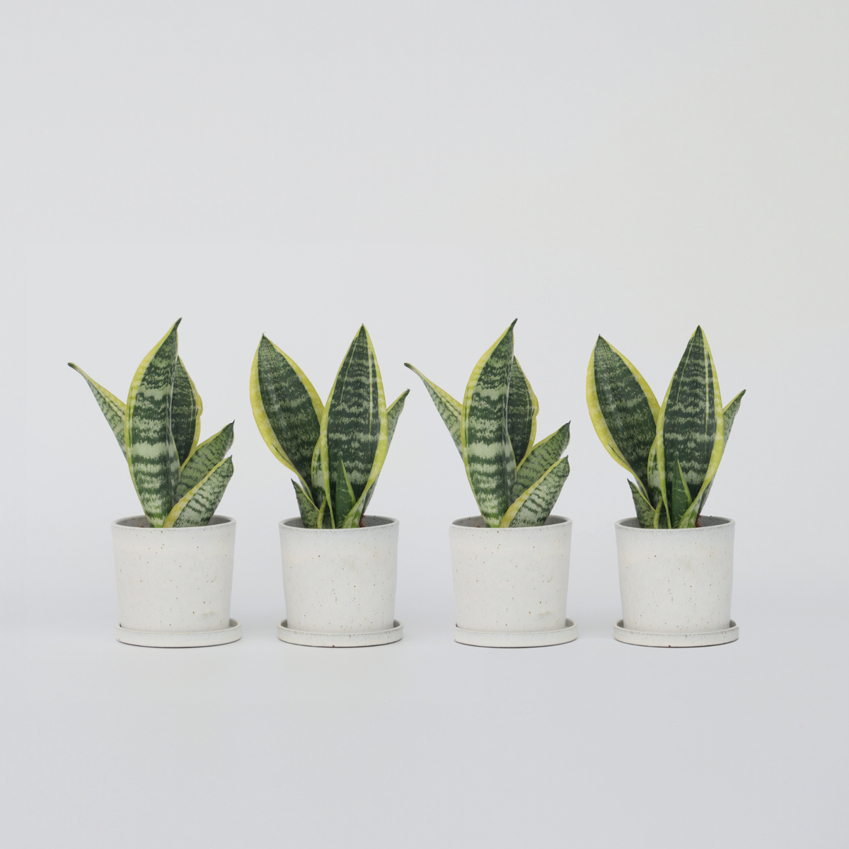 Florastore Svärmorstunga - Set Om 4 - Sansevieria Trifasciata - Höjd 35-40Cm - ⌀12Cm