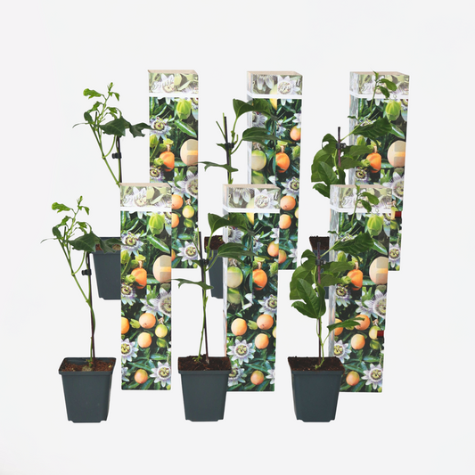 Florastore Passionsblomma - Set Om 6 - Passiflora Edulis 'Frederick' - Höjd 25-40Cm - ⌀9Cm