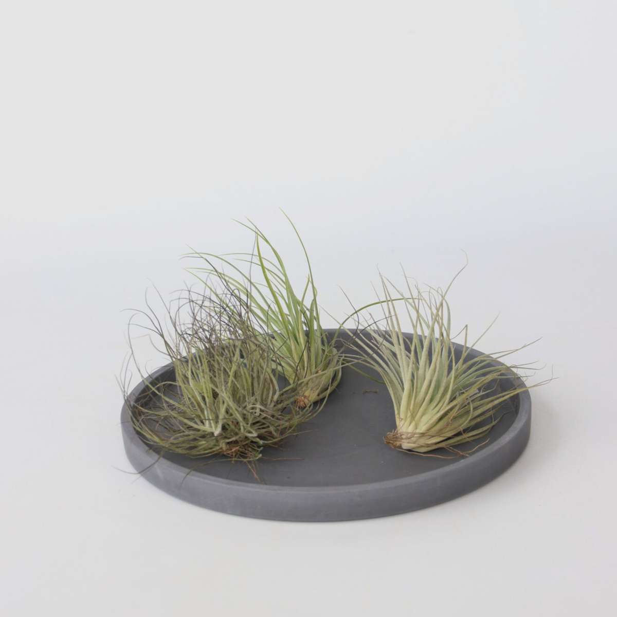Florastore Luftväxt - Set Om 5 - Tillandsia - Höjd 5-15Cm - ⌀5Cm