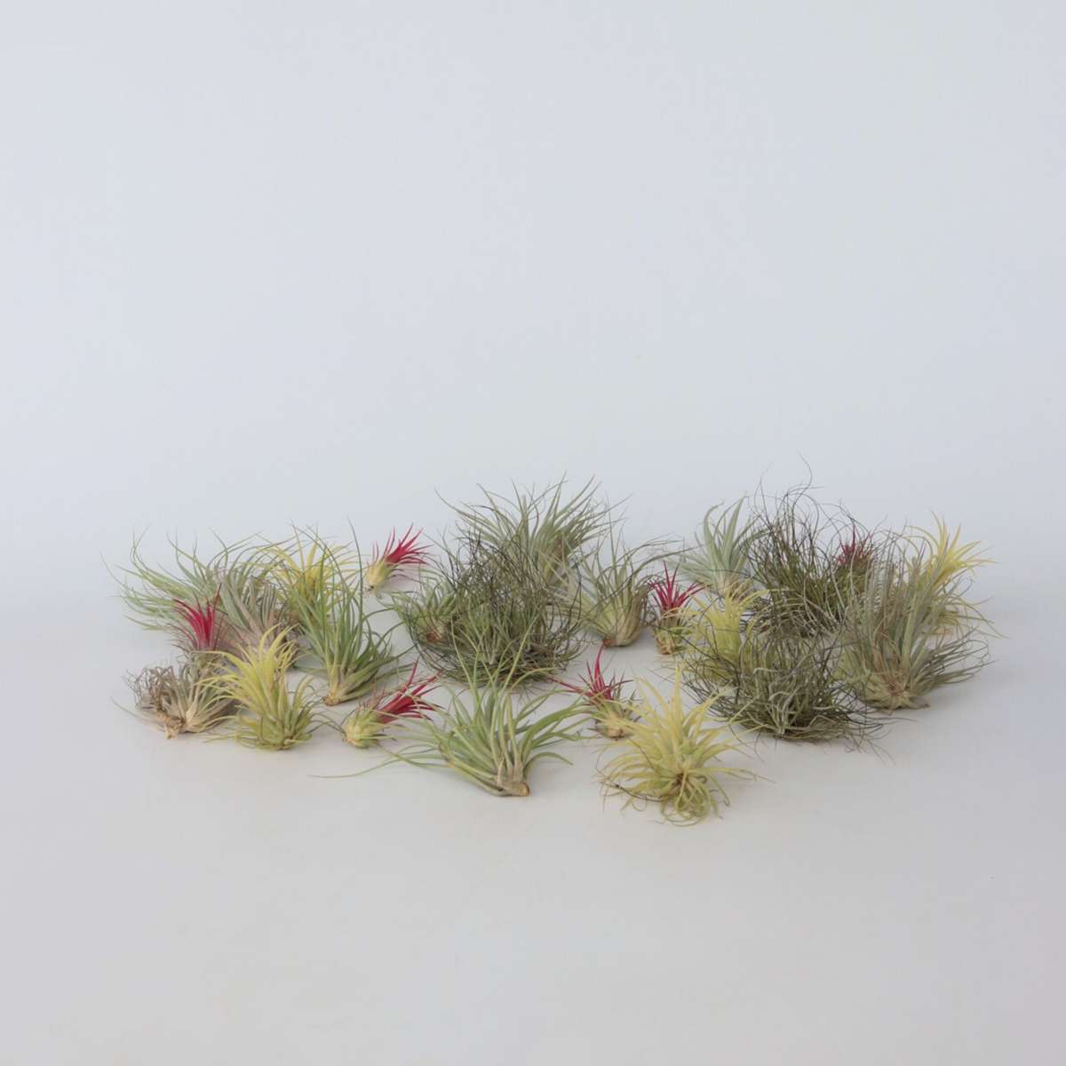 Florastore Luftväxt - Set Om 24 - Tillandsia - Höjd 5-15Cm - ⌀5Cm