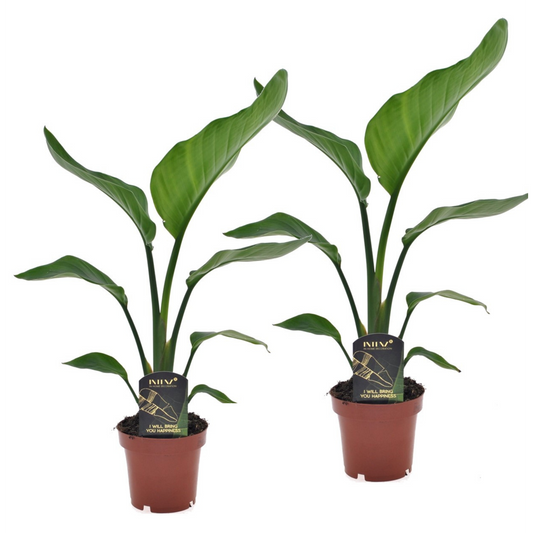 Florastore Paradisfågelväxt - Set Om 2 - Strelitzia Nicolai - Höjd 40-50Cm - ⌀12Cm
