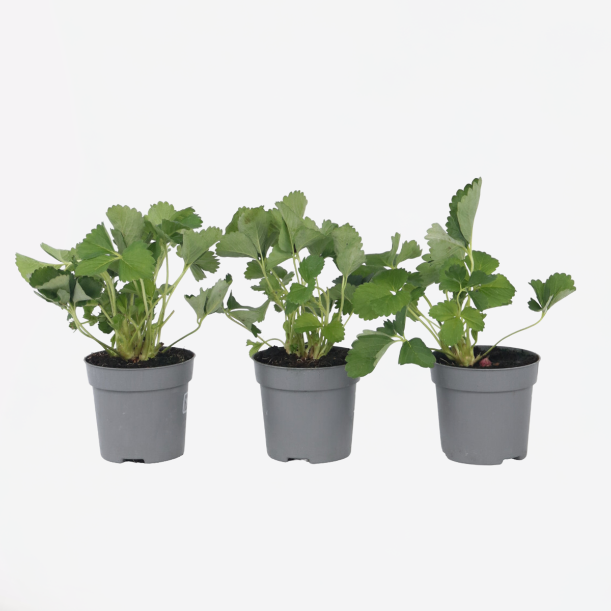 Florastore Jordgubbsplanta - Set Om 3 - Fragaria X Ananassa 'Roman' - Höjd 15-20Cm - ⌀9Cm