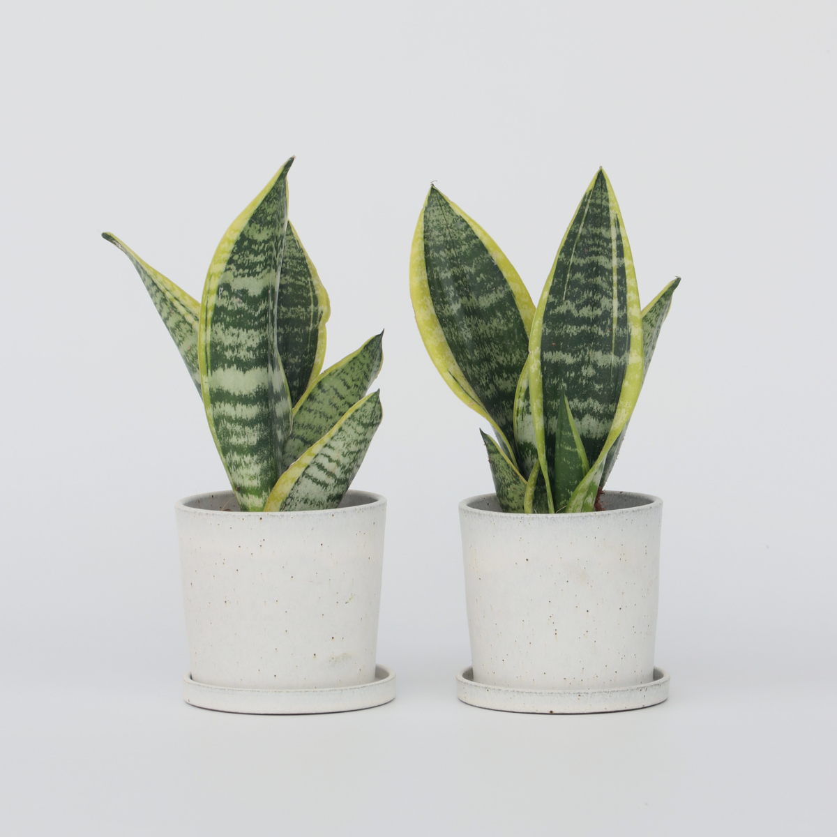 Florastore Svärmorstunga - Set Om 2 - Sansevieria Trifasciata - Höjd 35-40Cm - ⌀12Cm