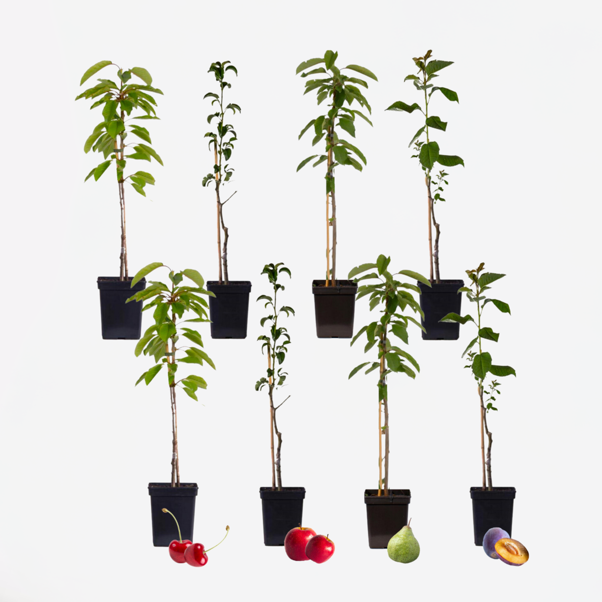 Florastore Fruktträdsblandning - Set Om 8 - Malus, Pryus, Prunus - Höjd 60-70Cm - ⌀9Cm