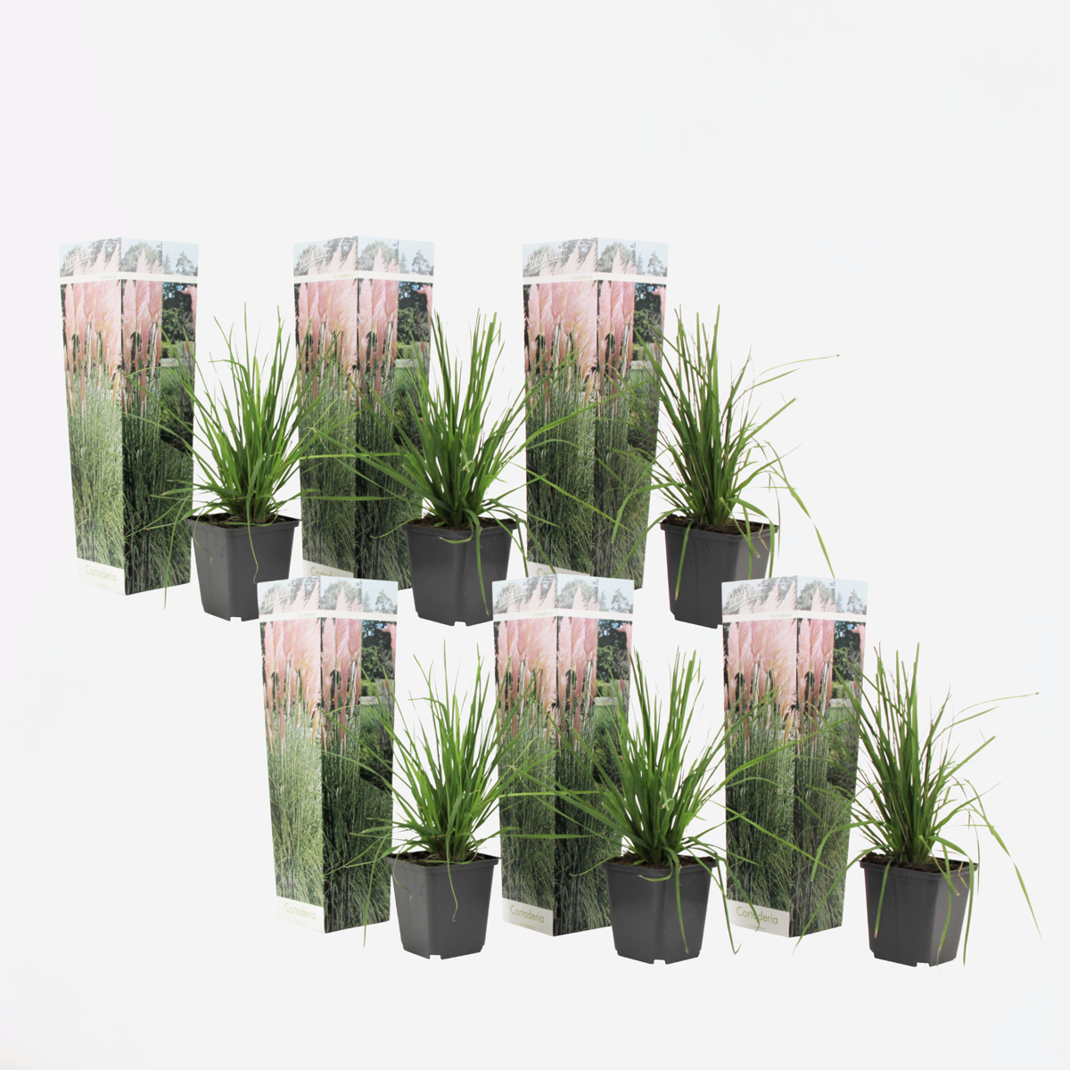 Florastore Pampasgräs - Set Om 6 - Cortaderia Selloana - Höjd 25-40Cm - ⌀9Cm