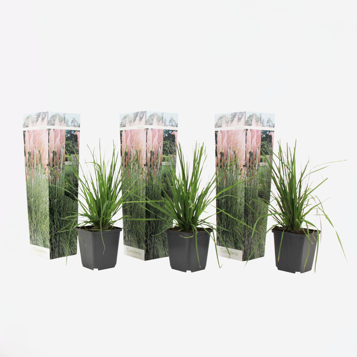 Florastore Pampasgräs - Set Om 3 - Cortaderia Selloana - Höjd 25-40Cm - ⌀9Cm
