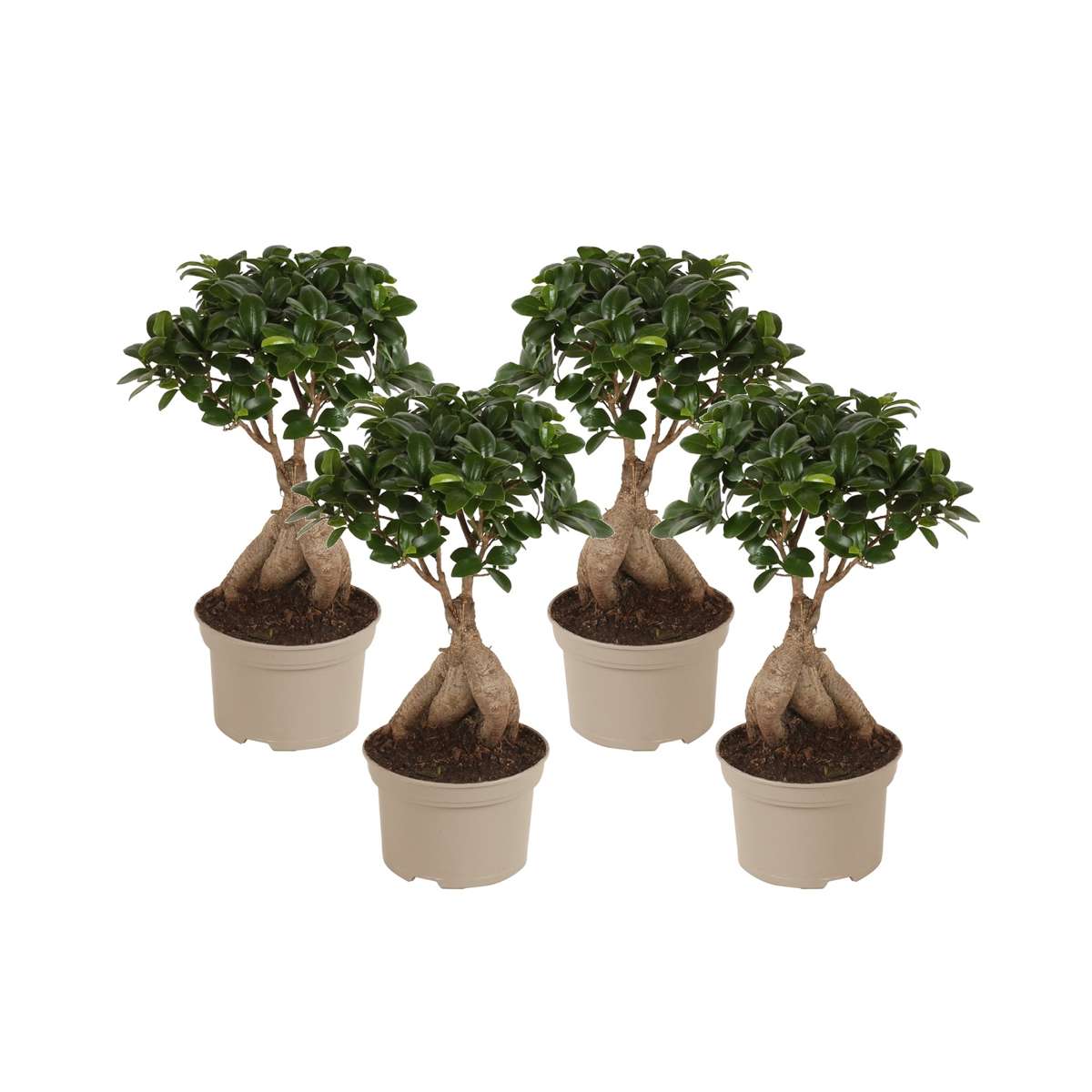 Florastore Bonsai Träd - Set Om 4 - Ficus Microcarpa - Höjd 35-40Cm - ⌀15Cm