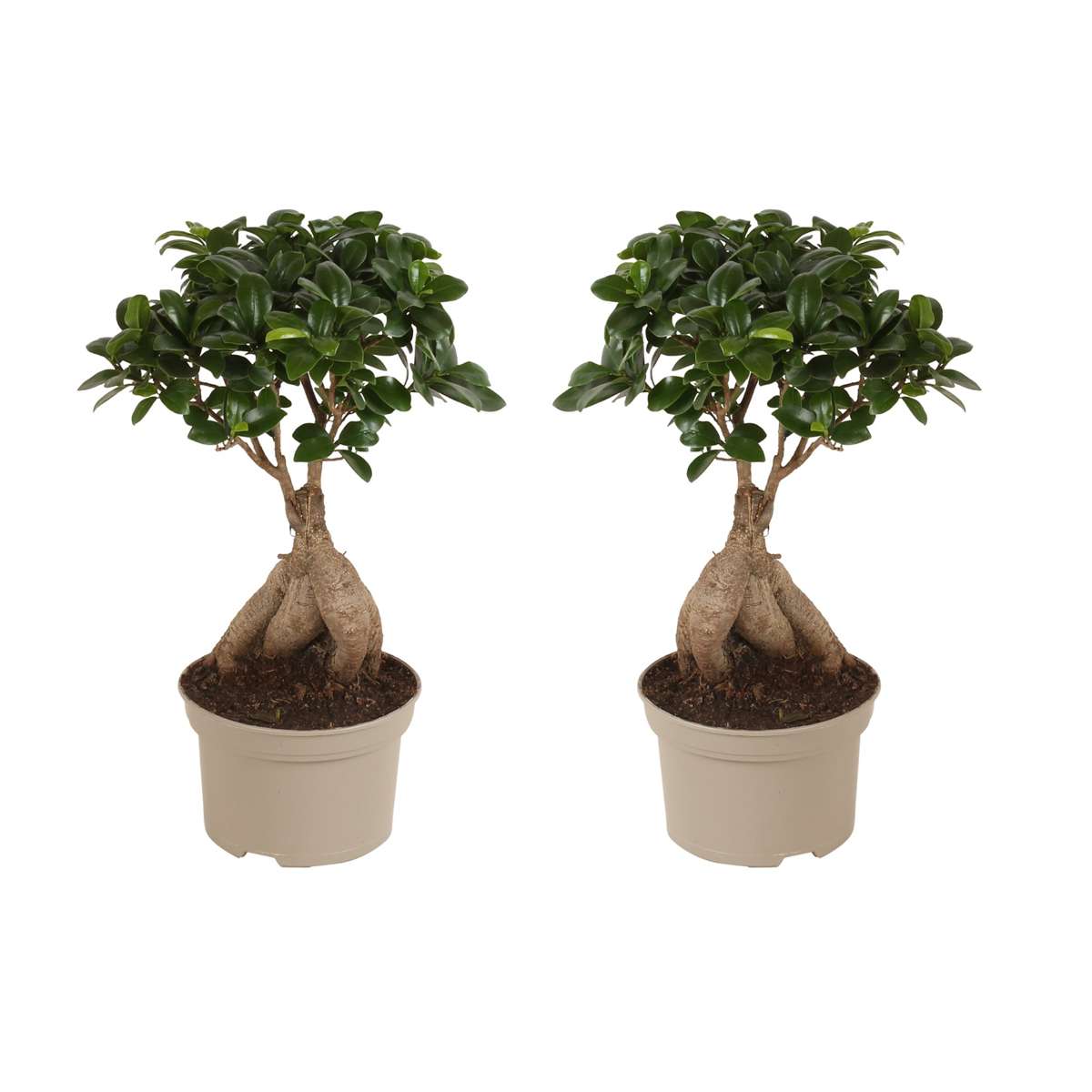 Florastore Bonsai Träd - Set Om 2 - Ficus Microcarpa - Höjd 35-40Cm - ⌀15Cm