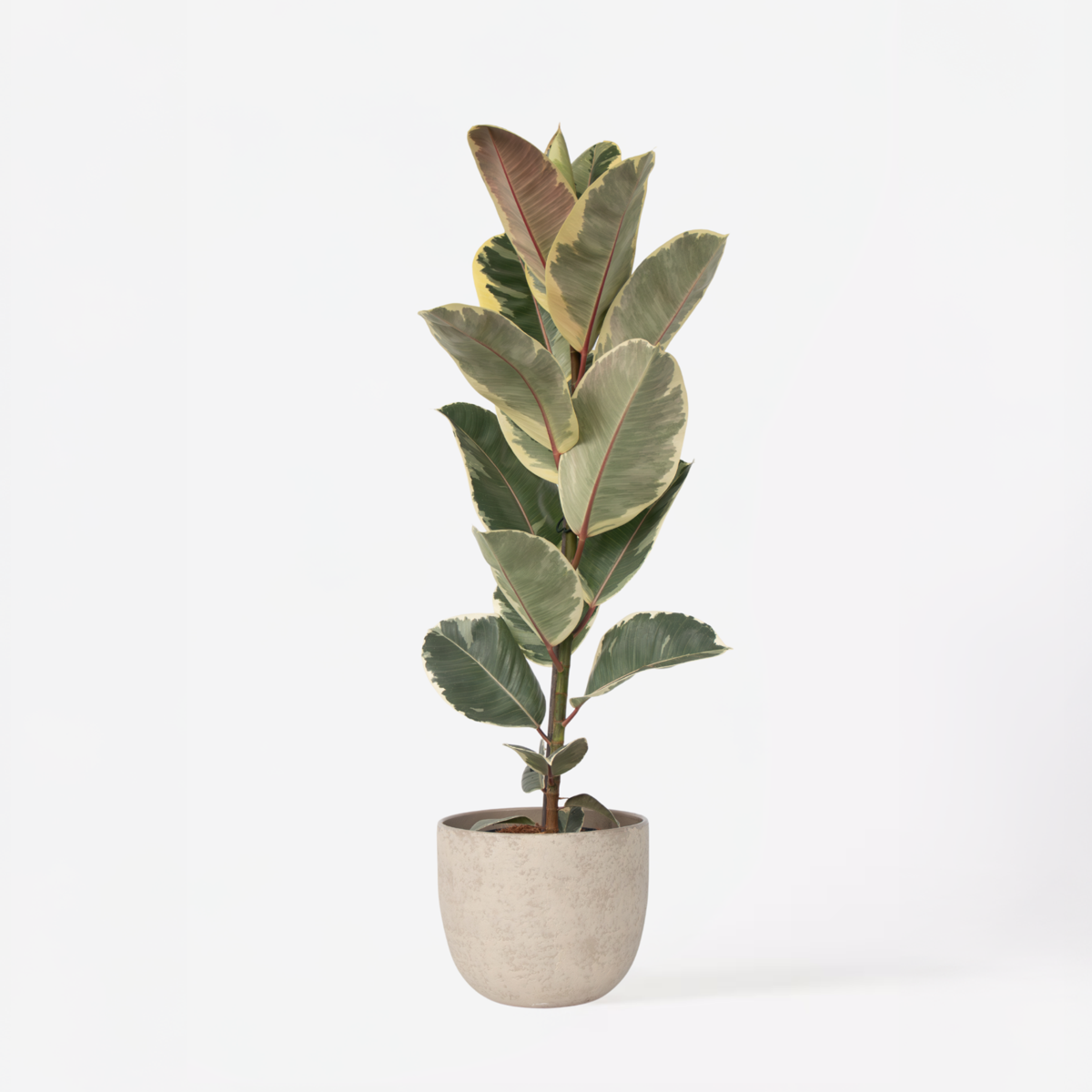 Florastore Fönsterfikus - Ficus Elastica 'Tineke' - Höjd 75-100Cm - ⌀24Cm