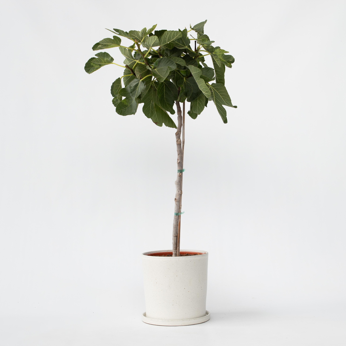 Florastore Fikon - Ficus Carica - Höjd 70-90Cm - ⌀21Cm