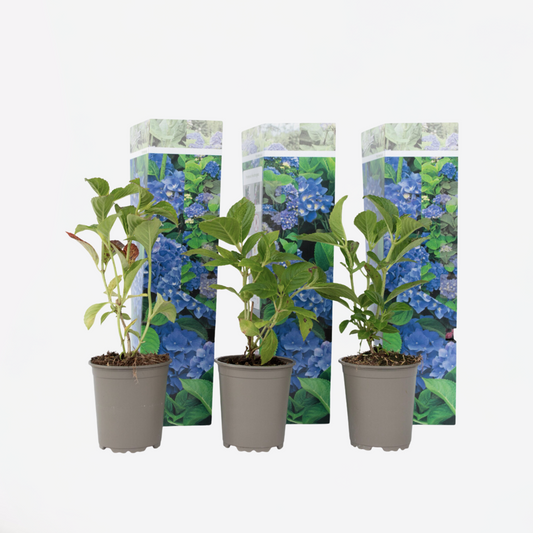 Florastore Hortensia - Set Om 3 - Hydrangea Macrophylla 'Early Blue' - Höjd 25-40Cm - ⌀9Cm