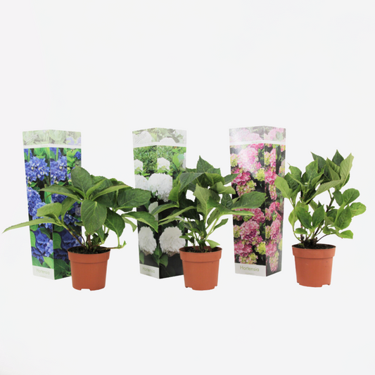 Florastore Hortensia - Set Om 3 - Hydrangea Macrophylla - Höjd 25-40Cm - ⌀9Cm