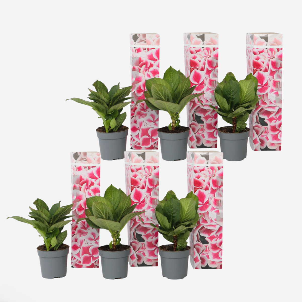 Florastore Hortensia - Set Om 6 - Hydrangea Macrophylla 'Camilla' - Höjd 25-40Cm - ⌀9Cm