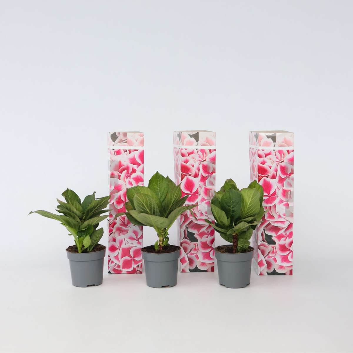 Florastore Hortensia - Set Om 3 - Hydrangea Macrophylla 'Camilla' - Höjd 25-40Cm - ⌀9Cm