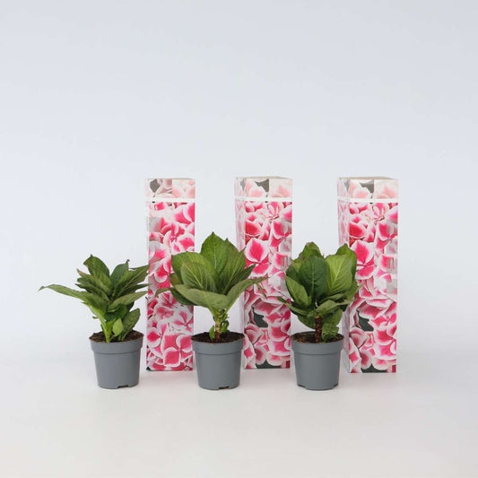 Florastore Hortensia - Set Om 3 - Hydrangea Macrophylla 'Camilla' - Höjd 25-40Cm - ⌀9Cm