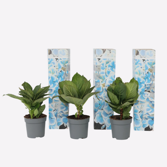 Florastore Hortensia - Set Om 3 - Hydrangea Macrophylla 'Bavaria' - Höjd 25-40Cm - ⌀9Cm